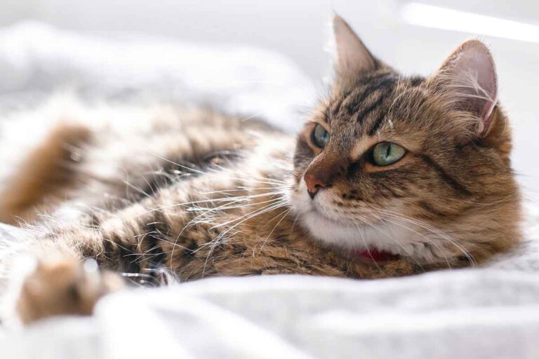 Benadryl voor katten: Gebruik en bijwerkingen