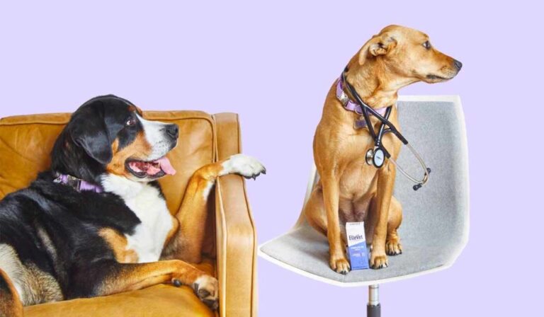 Trazodon voor honden: Toepassingen, veiligheid en bijwerkingen