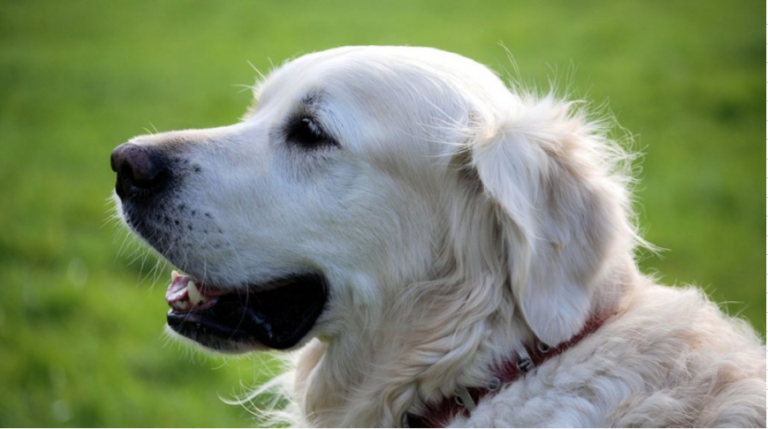 Honden verzorgen: zo houdt u uw hond gezond