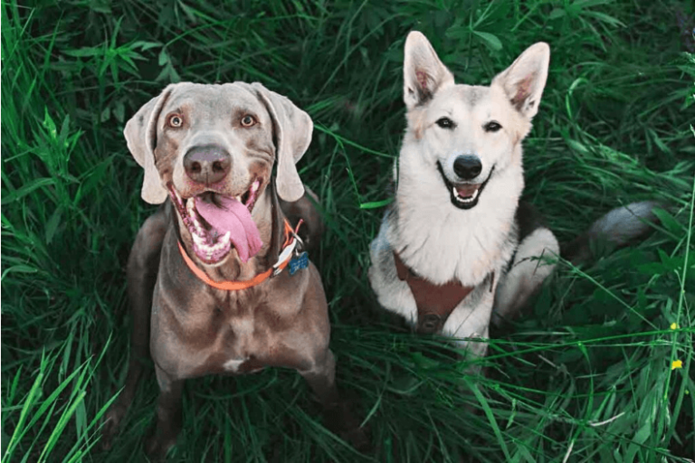 Hennep-CBD voor honden: Hoe en waarom het werkt!  