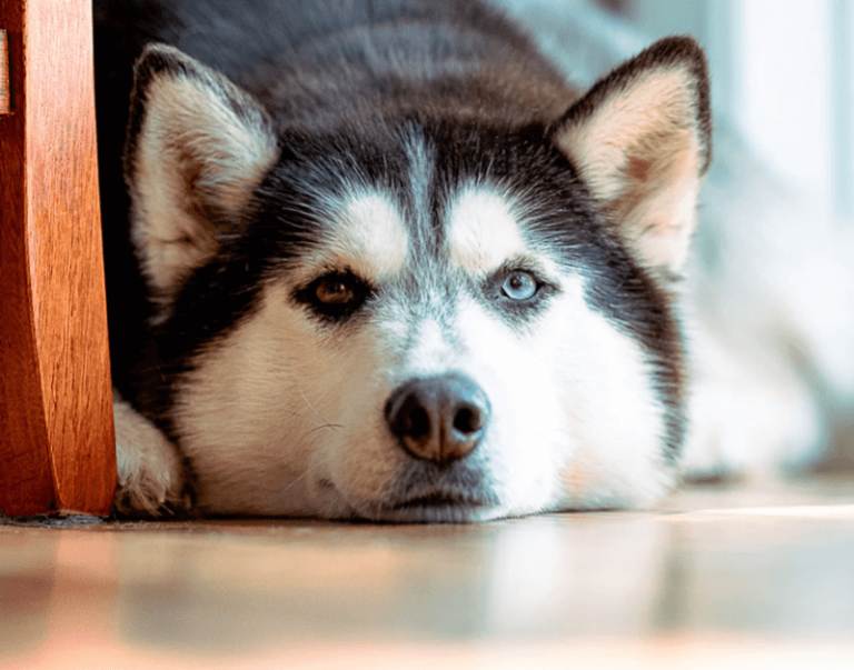 Stress bij honden: wat zijn de signalen en hoe kunt u stress verminderen?