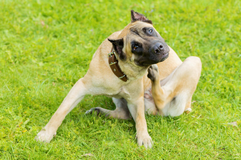 De aanpak bij ernstige jeuk bij honden – een dierenarts vertelt 