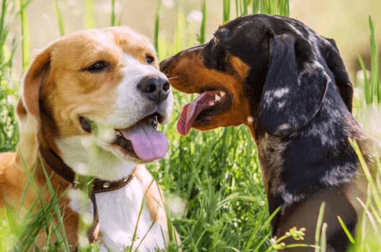 De drie belangrijkste voorzorgsmaatregelen voor uw hond tegen het hondenziektevirus 