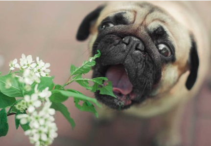 hond eet bloem