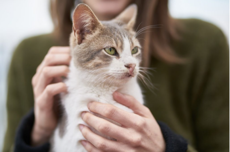 Allergieën bij katten: Soorten, symptomen en behandeling 