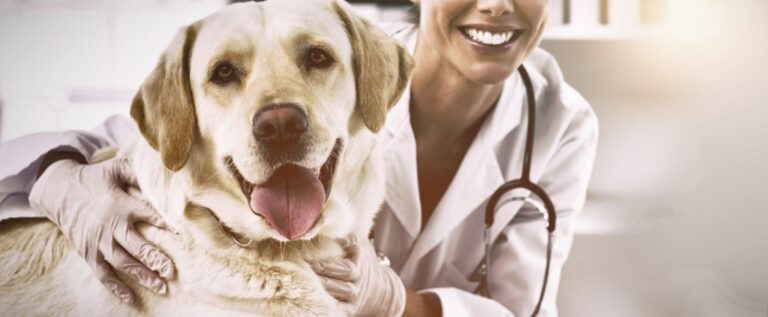 ElleVet rondt onderzoek naar CBDA-absorptie bij honden af 