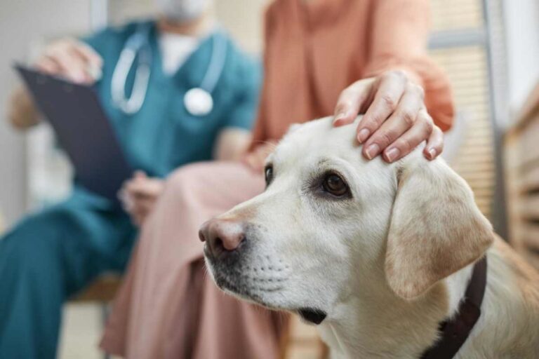 ElleVet Sciences publiceert de resultaten van hun studie naar epileptische aanvallen, waarbij hun eigen CBD+CBDA-olie werd gebruikt bij honden